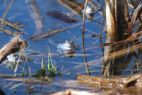 the frog nature pond