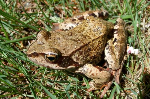 the frog amphibian nature