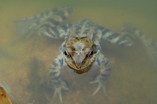 the frog  amphibian  nature