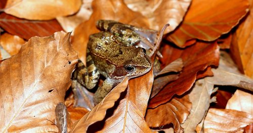 the frog  toad las  autumn