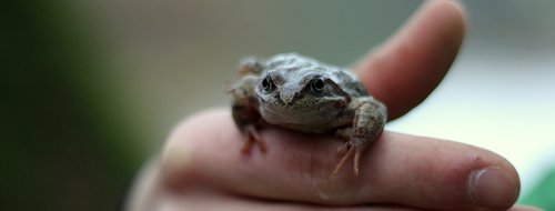 the frog  a toad