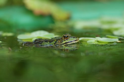 the frog  śmieszka  water