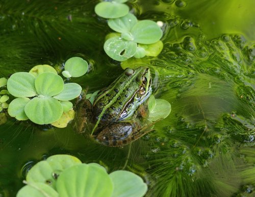 the frog  śmieszka  water polo