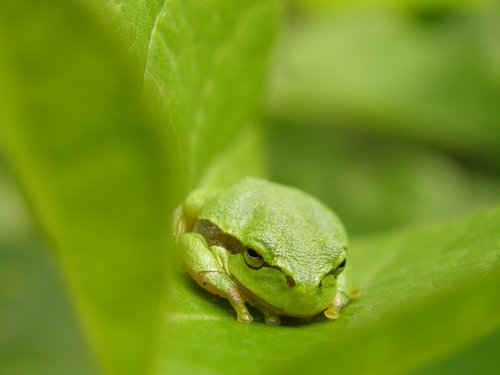 the frog  hyla meridionalis  leaf