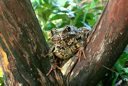 the frog  amphibian  hyla meridionalis