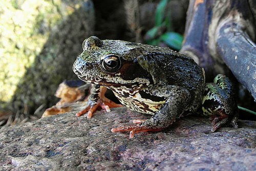 the frog  amphibian  hyla meridionalis