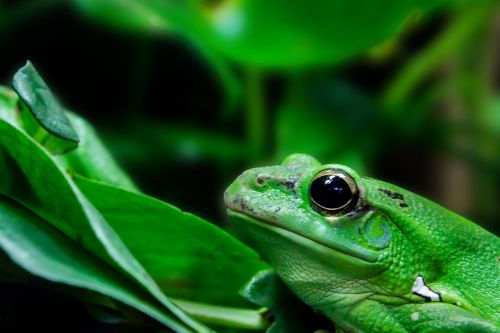 the frog terrarium amphibians