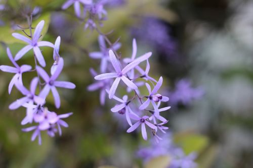 the garden flower flower garden