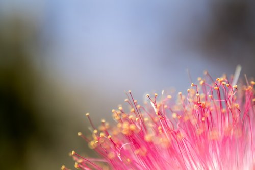 the garden  ornamental trees  flowers leaves