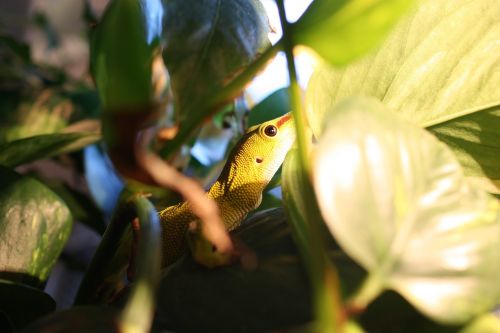 the gecko lizard phelsuma madagascariensis