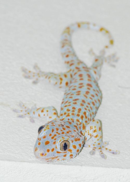 the gecko lizard thailand