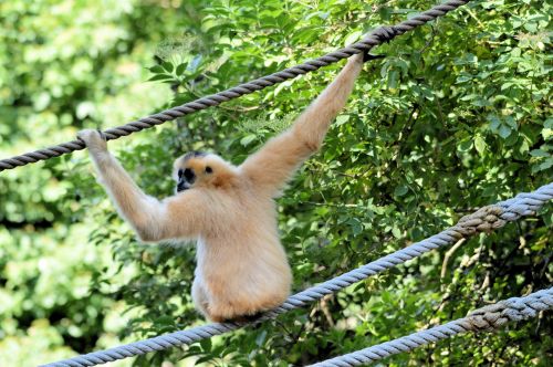 The Gibbon