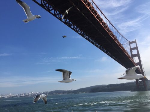 the golden gate bridge united states seagull