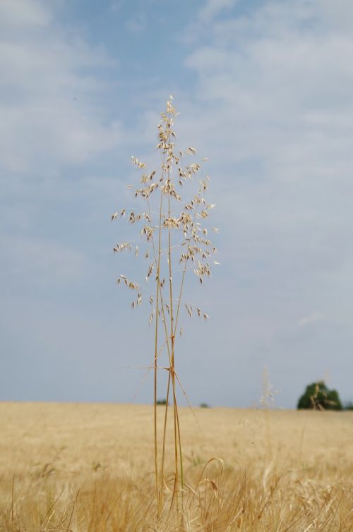 the grain field oats