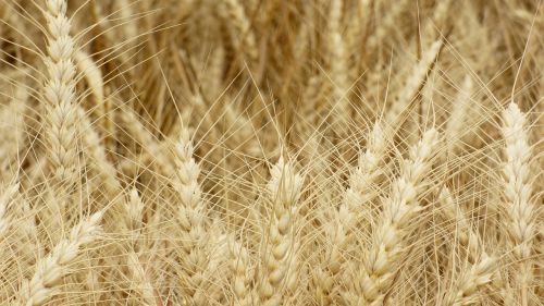 the grain wheat ears