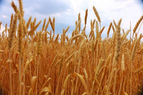 the grain field summer