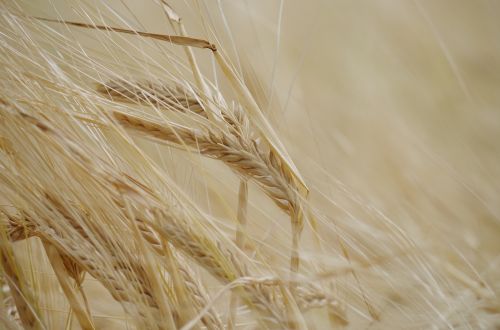 the grain dozreté field