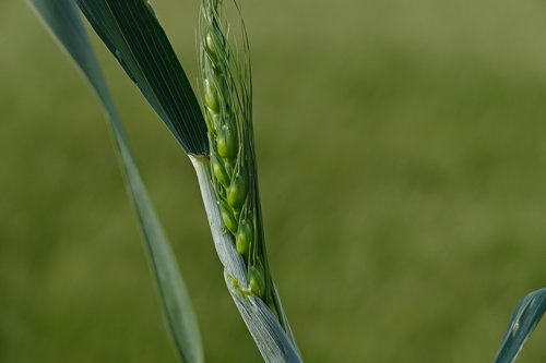 the grain  wheat  field