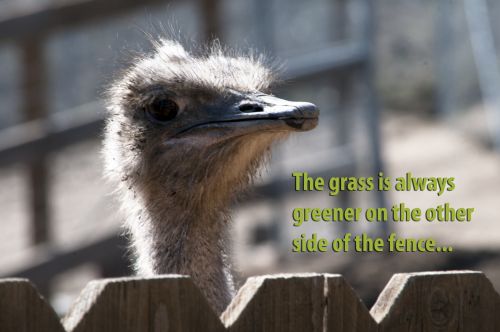 The Grass Is Always Greener