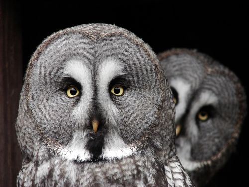 the great grey owl predator owl