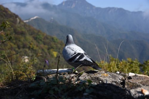 the great wall pigeon bird