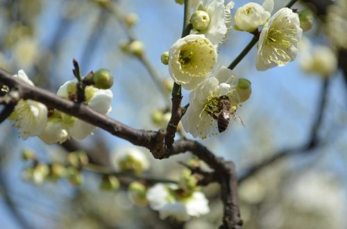 the green calyx mei fragrance simple but elegant