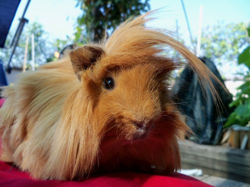 the guinea pig guinea pig peruvian pet