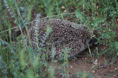 the hedgehog  animal  nature