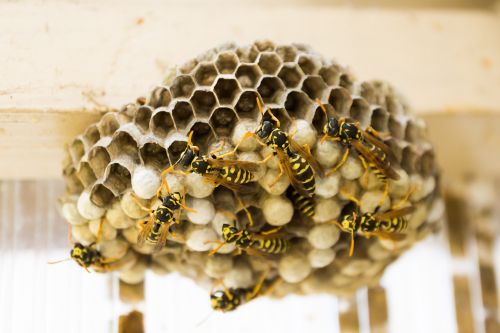 the hive wasps combs
