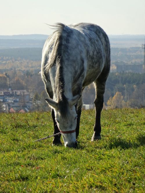 the horse animal meadow