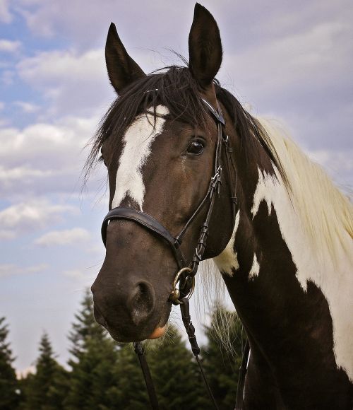 the horse variegated animal