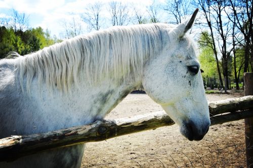 the horse white horse pen