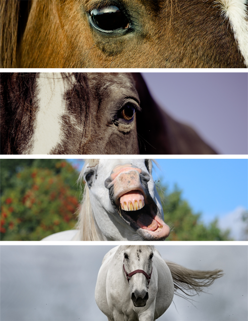 the horse horses konik