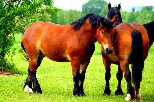 the horse horses animal