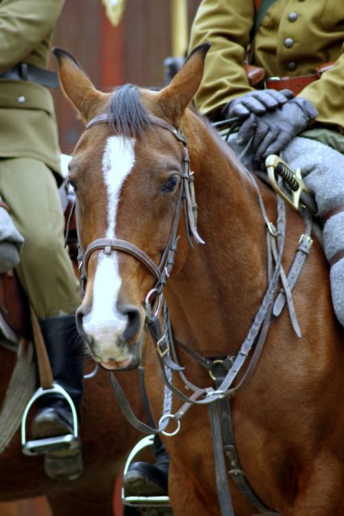 the horse cavalryman soldier
