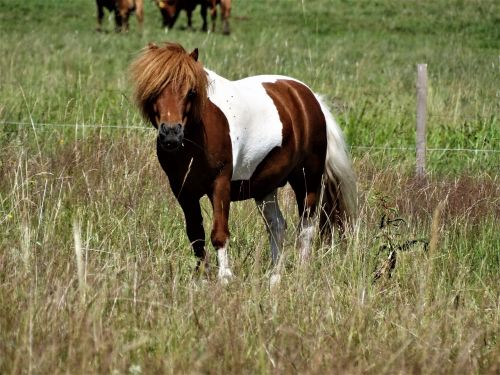 the horse pony animal