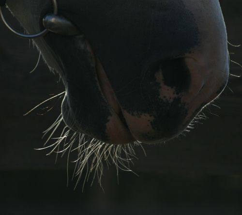 the horse snout horse head