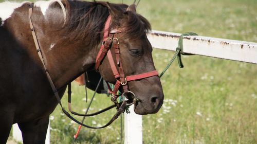 the horse bridle the head of a horse