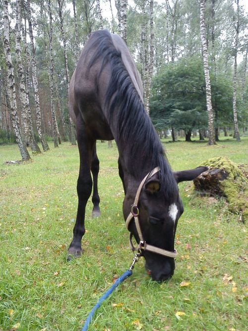 the horse horses offspring