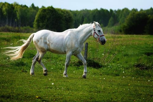 the horse gray konik