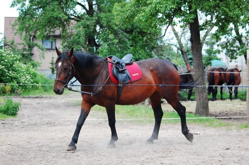 the horse work lonżowanie