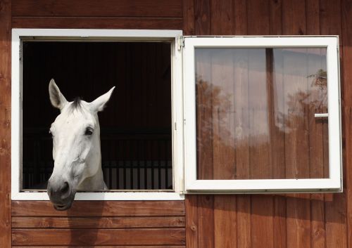 the horse rest white horse