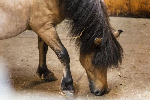 the horse pony szetlandzki