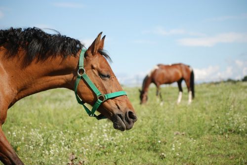 the horse pasture land animal