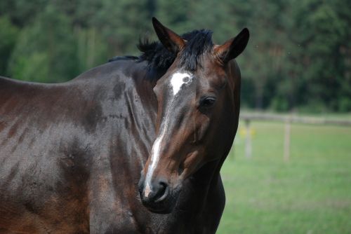 the horse the head of the the head of a horse