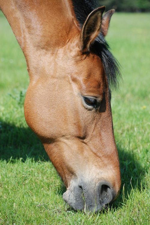 the horse meadow horses