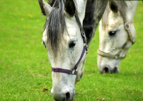 the horse  animals  lawn