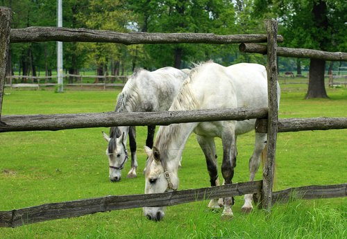 the horse  horses  grazing