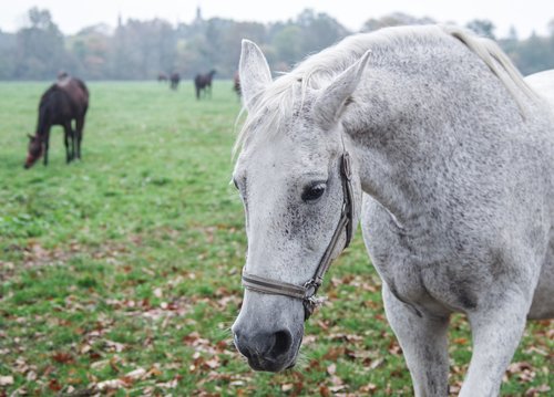 the horse  white  gray