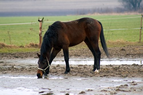 the horse  nature  animals